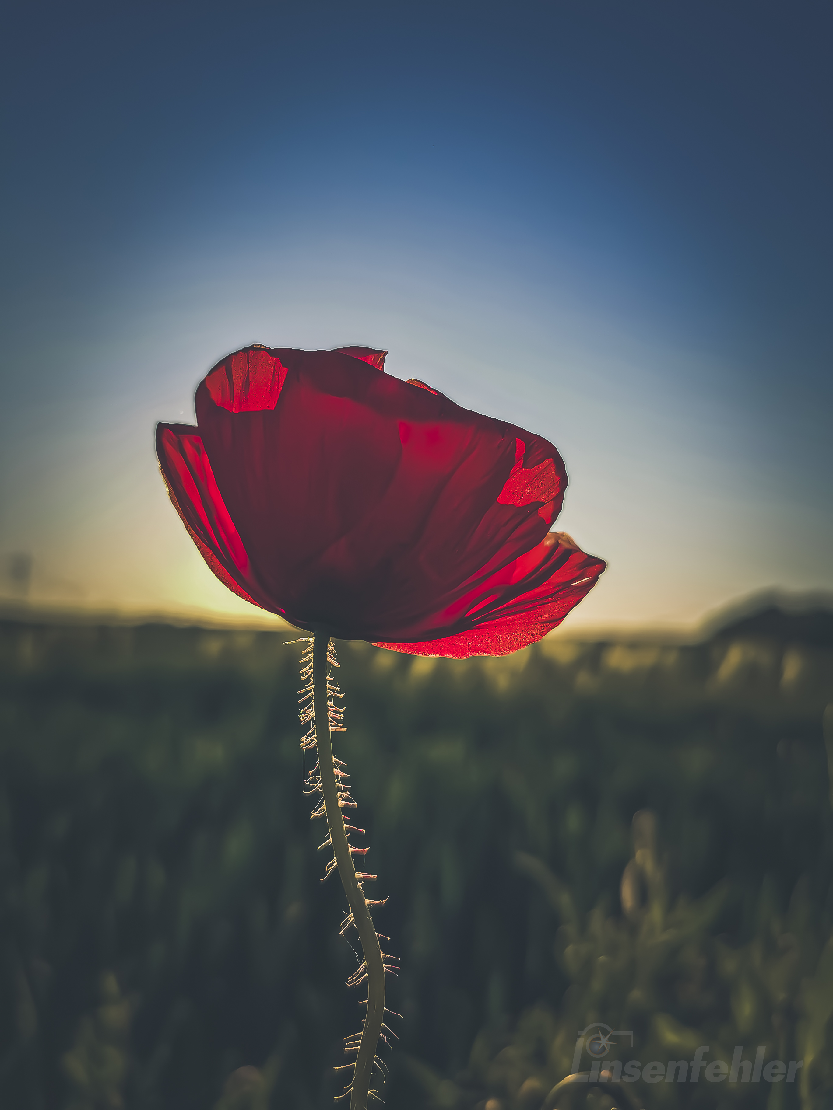 0004 – Mohn bei Sonnenaufgang