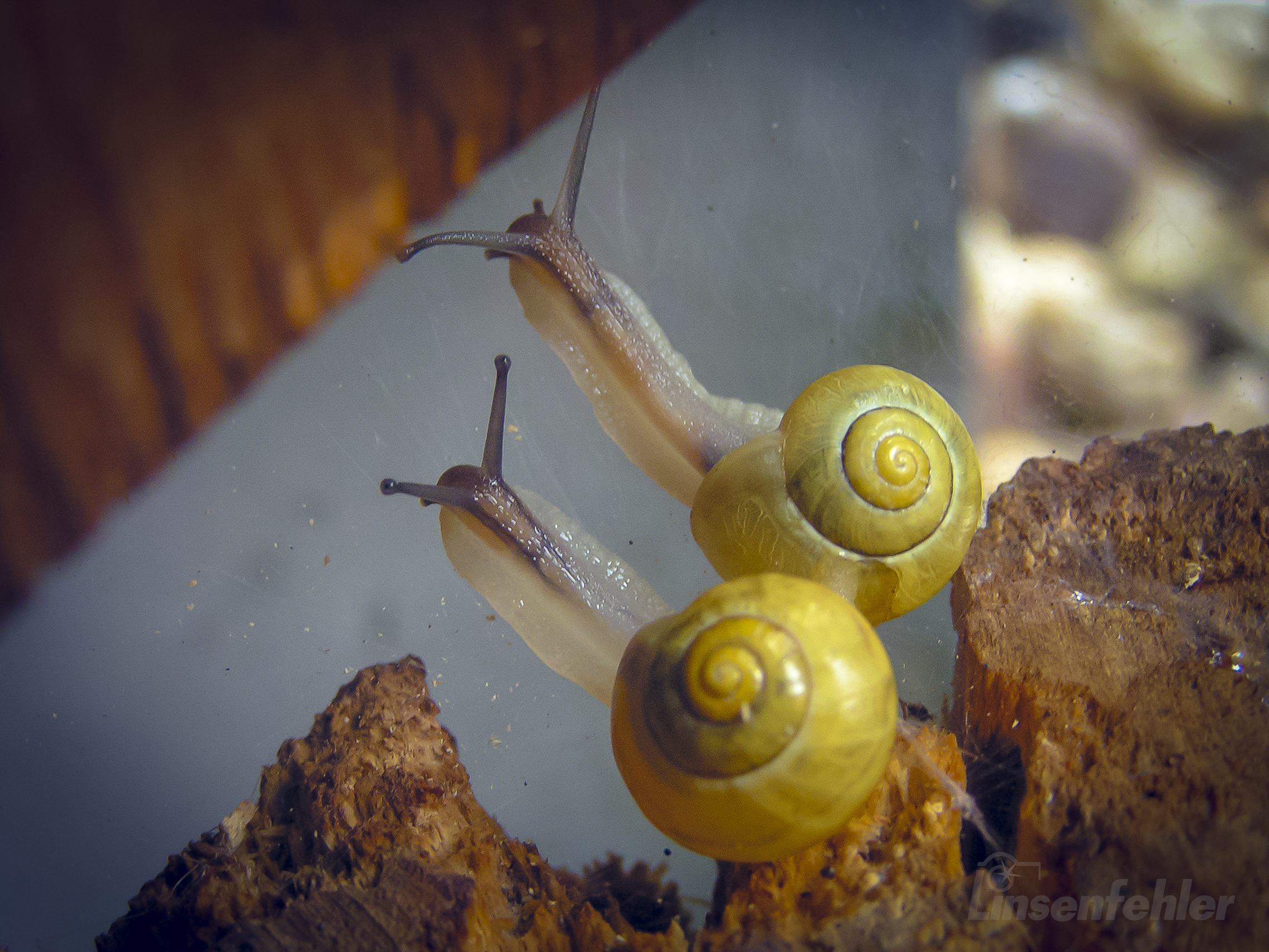 0007 – Schwebende Schnecken