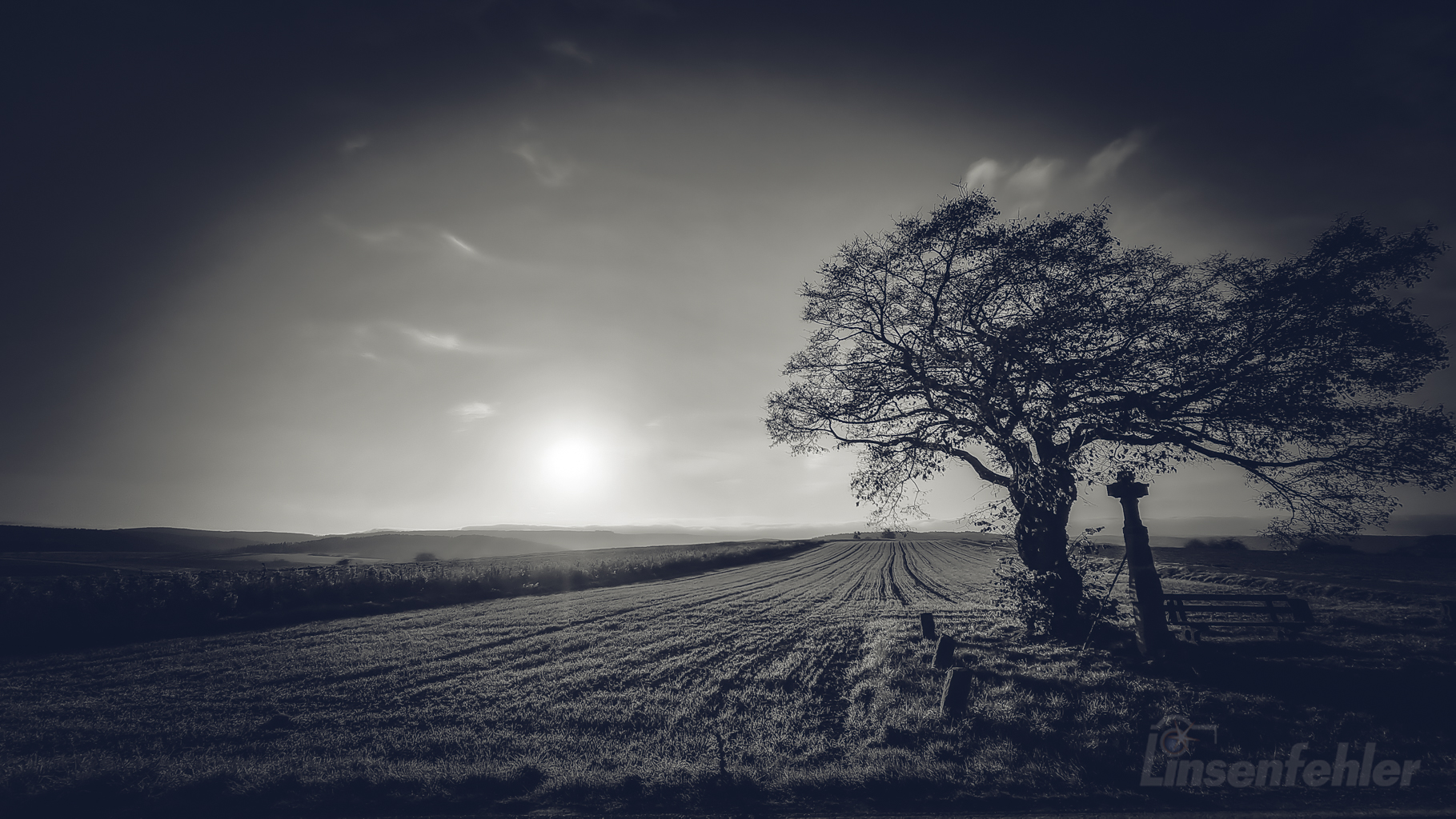 sw-Bild eines einsamen Baums auf einem Feld bei Sonnenuntergang