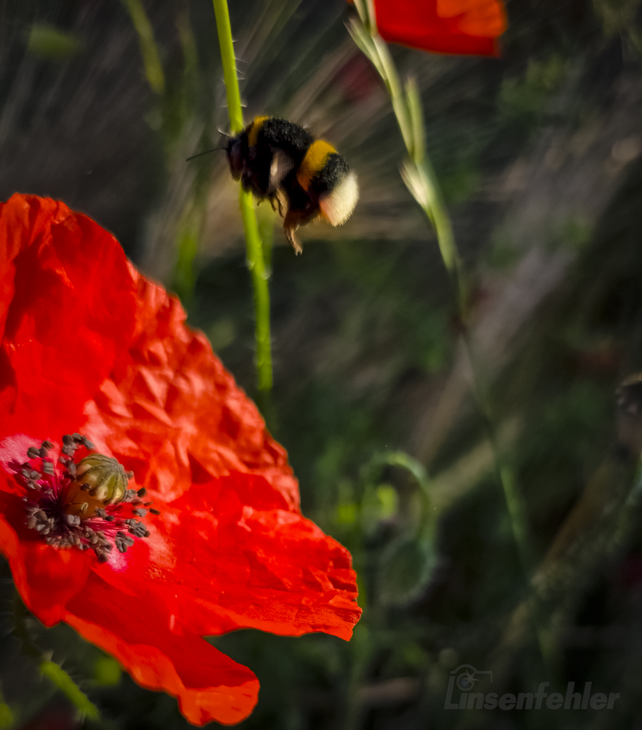 0045 – Hummel im Anflug