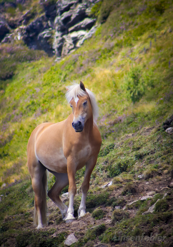0054 – Pferd in den Bergen