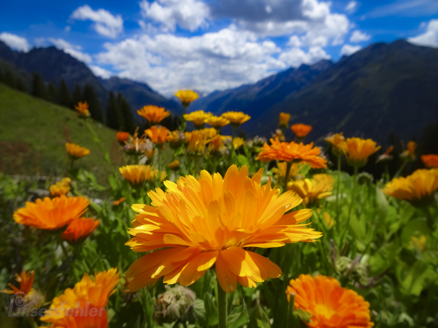 Bergpanorama durch Blumen betrachtet