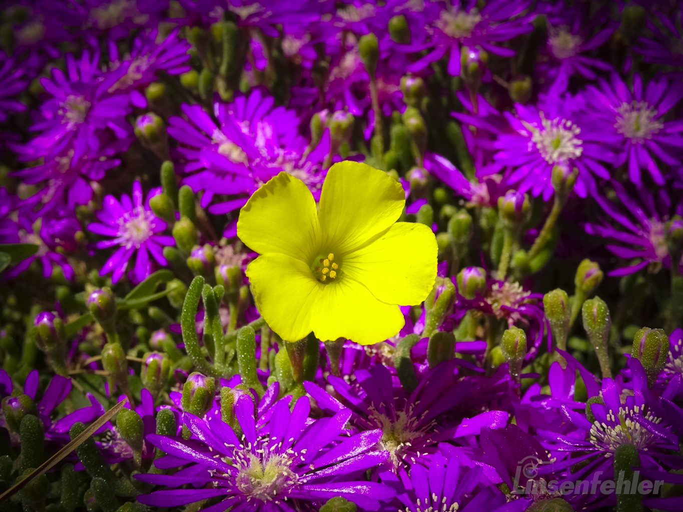 Auf dem Bild sind zwei verschiedene Pflanzen zu sehen. Die gelbe Blüte in der Mitte ist sehr wahrscheinlich der Gelbe Sauerklee (Oxalis pes-caprae, auch Bermuda-Sauerklee oder Ziegenfuß-Sauerklee genannt). Dafür sprechen die fünf zart gelben, am Grund verwachsenen Blütenblätter, die trichterförmige Form und das grünliche Zentrum mit den gelben Staubblättern. Die Art stammt aus Südafrika und ist rund ums Mittelmeer, auf Madeira und auf den Kanaren weit verbreitet, wo sie im Winter und Frühling ganze Flächen gelb färbt. Die violetten Blüten drumherum gehören zu den Mittagsblumengewächsen (Aizoaceae), umgangssprachlich “Eiskraut”. Erkennen kannst du das an den schmalen, strahlenförmigen Blütenblättern mit hellem Zentrum und an den walzenförmigen, sukkulenten Blättern mit den kleinen, glitzernden Papillen. Die Gattung ist vermutlich Drosanthemum (Taubkraut), möglich wäre aber auch Lampranthus